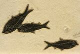 Stunning Natural Green River Fossil Fish Mural - Wyoming #327747-10